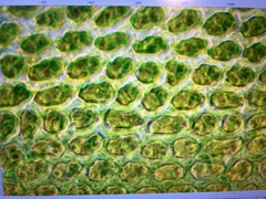 Nyholmiella gymnostoma