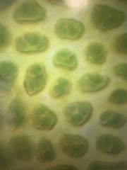 Nyholmiella gymnostoma