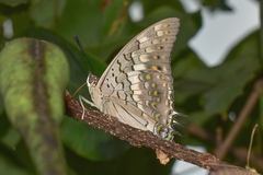 Charaxes solon