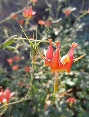 Aquilegia eximia