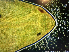 Nyholmiella gymnostoma