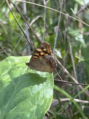 Pararge aegeria aegeria