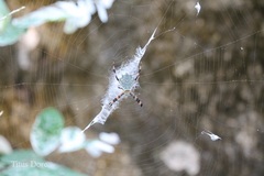 Araneae