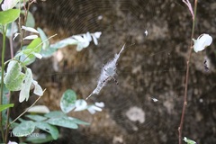 Araneae
