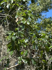 Quercus laurifolia