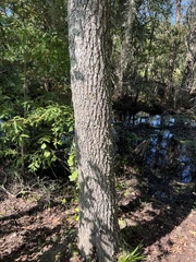 Quercus laurifolia