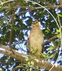 Nycticorax caledonicus