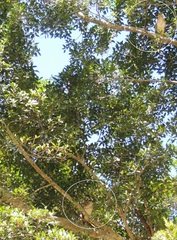 Nycticorax caledonicus