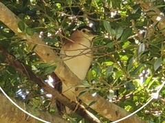Nycticorax caledonicus