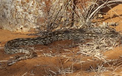 Acrantophis dumerili