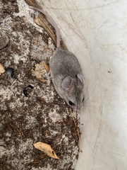 Podomys floridanus