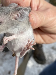 Podomys floridanus