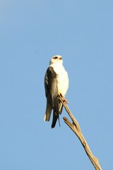 Elanus caeruleus caeruleus