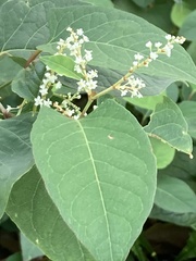 Reynoutria japonica