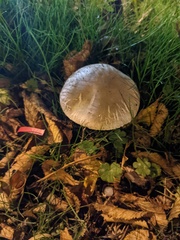Fungi