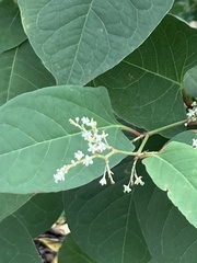 Reynoutria japonica