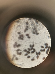 Panaeolus