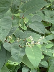 Reynoutria japonica