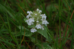 Ajuga reptans