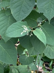 Reynoutria japonica