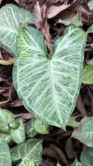 Syngonium