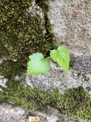 Campanula poscharskyana