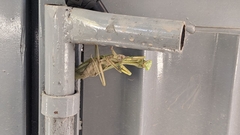 Hierodula tenuidentata