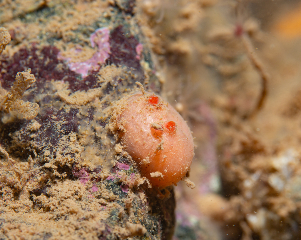 Blood Drop Sea Squirt