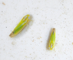 Lindbergina aurovittata