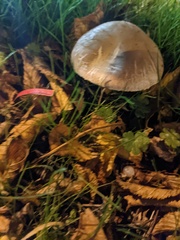 Fungi