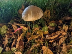 Fungi