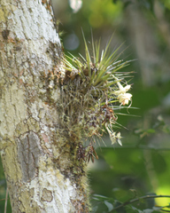 Tillandsia stricta