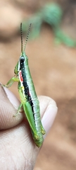Neorthacris