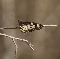 Acraea turna