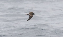 Hydrobates socorroensis