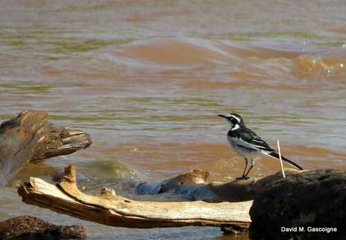African Pied Wagtail