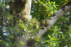 Tillandsia stricta