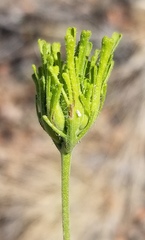 Cordylanthus rigidus