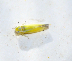 Lindbergina aurovittata