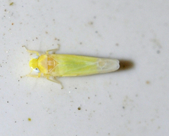 Lindbergina aurovittata