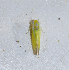 Lindbergina aurovittata