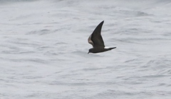 Hydrobates socorroensis