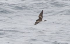 Hydrobates socorroensis