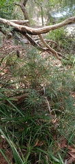 Banksia cunninghamii