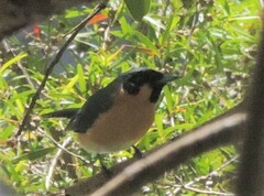 Symposiachrus trivirgatus