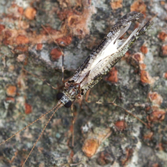 Stenopsyche marmorata