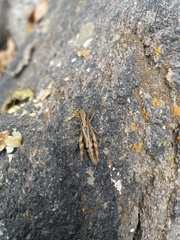 Chorthippus apricarius