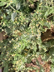 Galinsoga quadriradiata