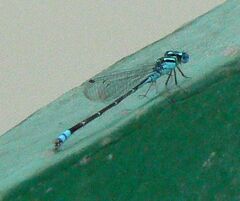 Pseudagrion microcephalum