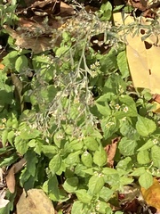 Galinsoga quadriradiata